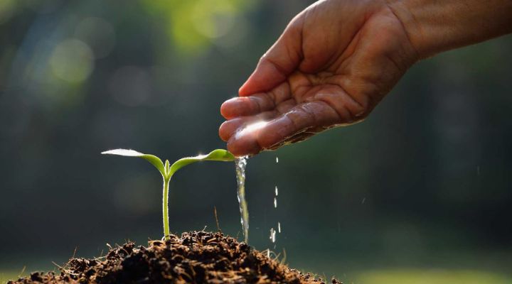 7 Amazing Ways and Tricks to Grow Plants