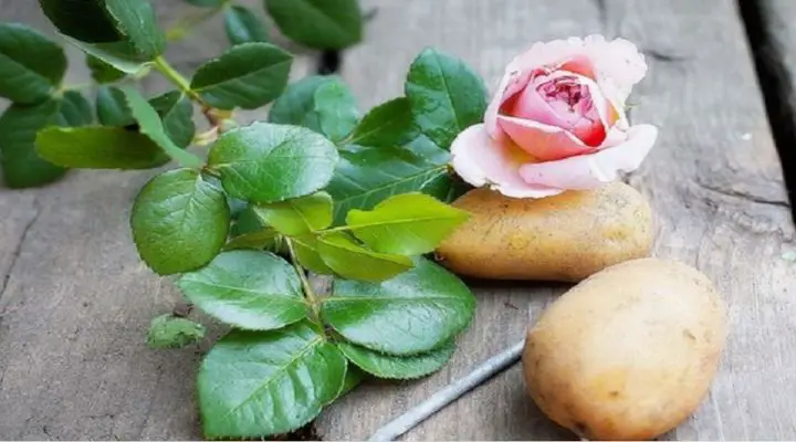 Rose Cuttings in a Potato – Laidback Gardener