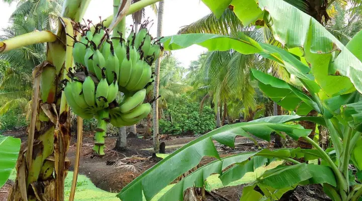 Planting 4 bananas in your garden, you really don’t expect what happens next