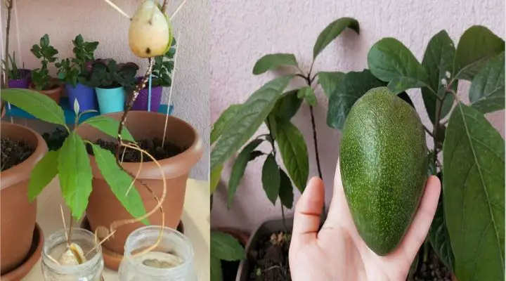 How to grow an avocado in a pot at home?