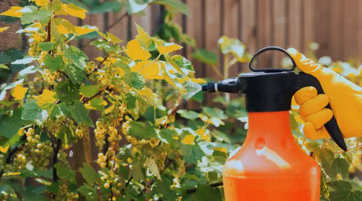 Baking soda is a gardener’s best friend – here are 14 clever uses for it in the garden.