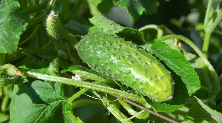 8 Tips for Growing Cucumbers